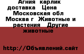 Агния. карлик. доставка › Цена ­ 500 - Московская обл., Москва г. Животные и растения » Другие животные   